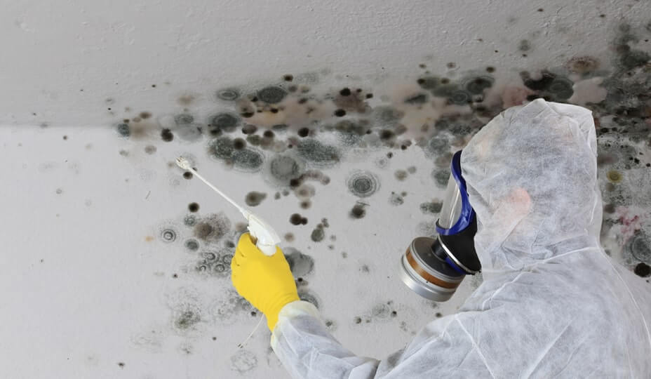 person decontaminating mold in house