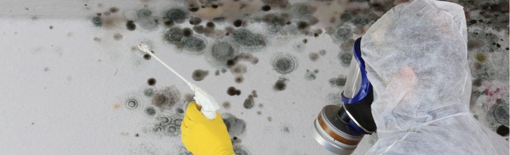Should You Take On A Mold Remediation Yourself?