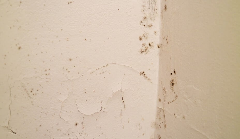 moisissures sur mur d'un sous-sol