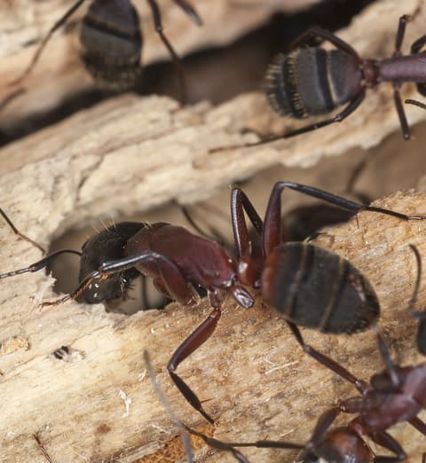 Comment se débarrasser des fourmis charpentières dans la maison