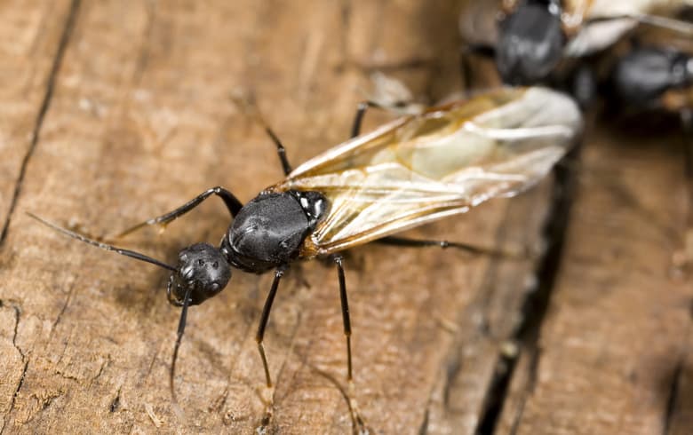 winged carpenter ant on wood closeup