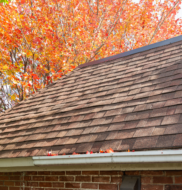 toit en bardeau brun avec érable à l'automne en toile de fond