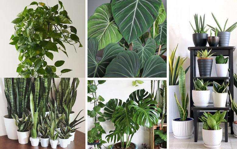 Plants best for beginners: Snake plants, Pothos, Philodendrons, and Monsteras