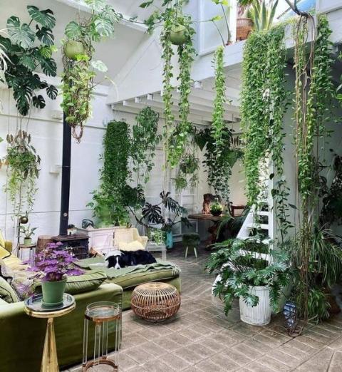 Jardin intérieur lumineux avec plantes suspendues et en pot