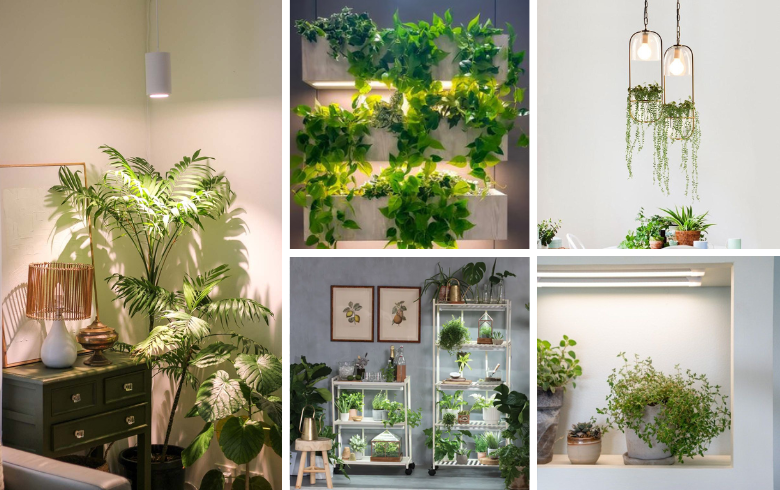 LED and natural lighting to grow houseplants indoors