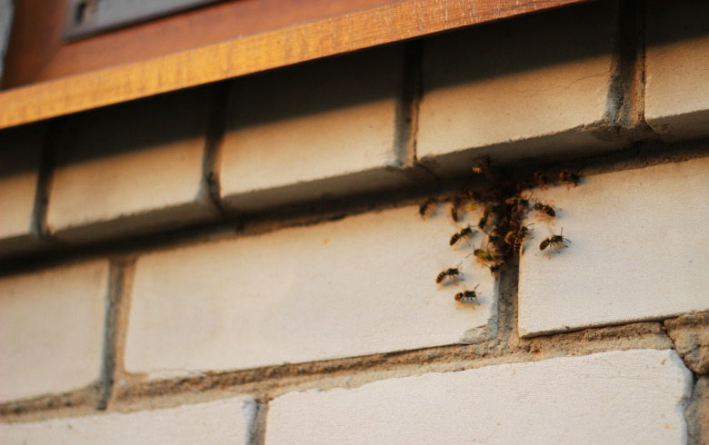 Brick house siding affected by a carpenter ants infestation