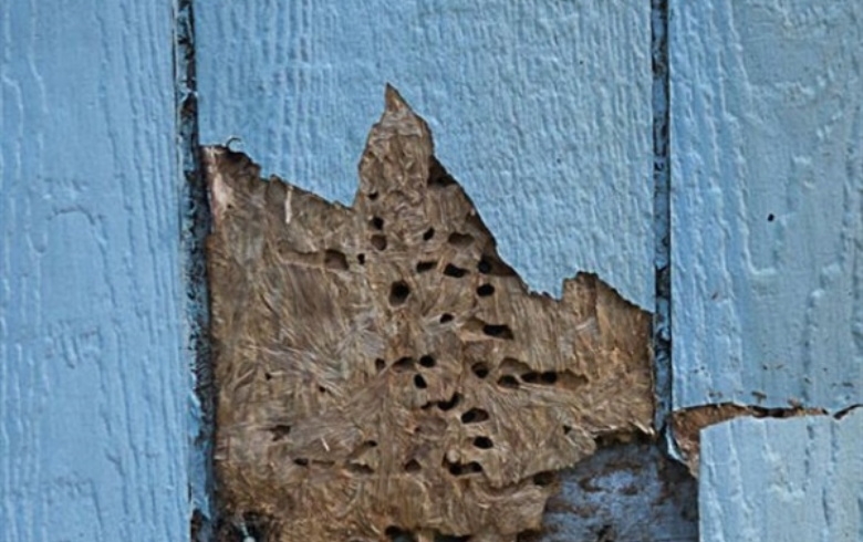 blue siding with insect damage with small holes