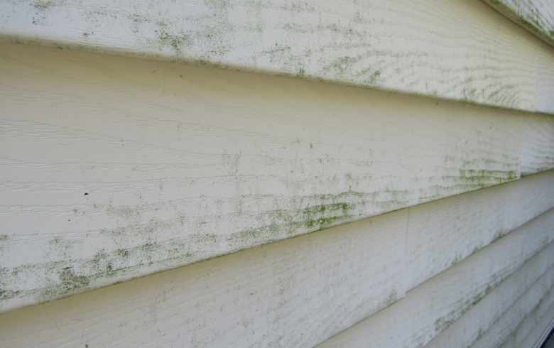 white home siding with green mould
