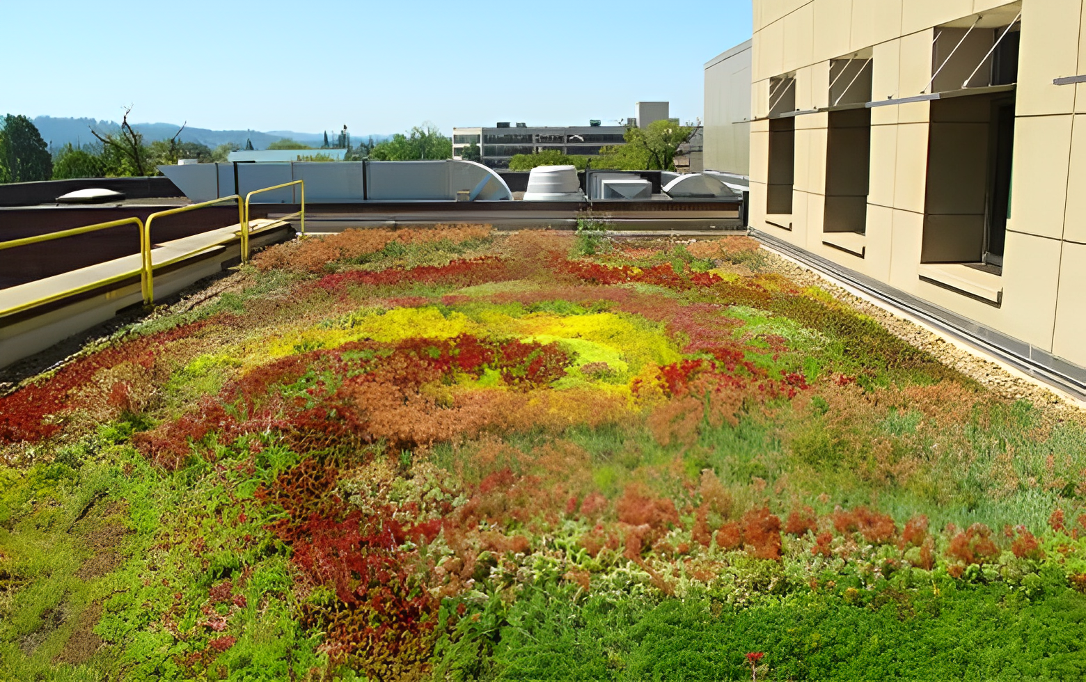 Toit vert sur un bâtiment avec des plantes pour la gestion des eaux pluviales